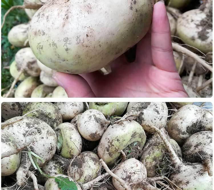 恰玛古新疆柯坪县新鲜蔬菜恰玛古强碱性食品调节酸碱平衡2斤包i邮实惠