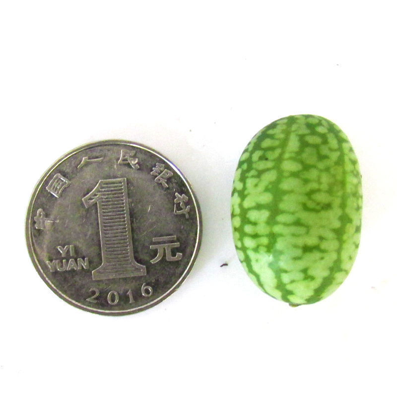 618活动圣西罗特色拇指小西瓜新鲜迷你小绿瓢小西瓜佩普基诺水果