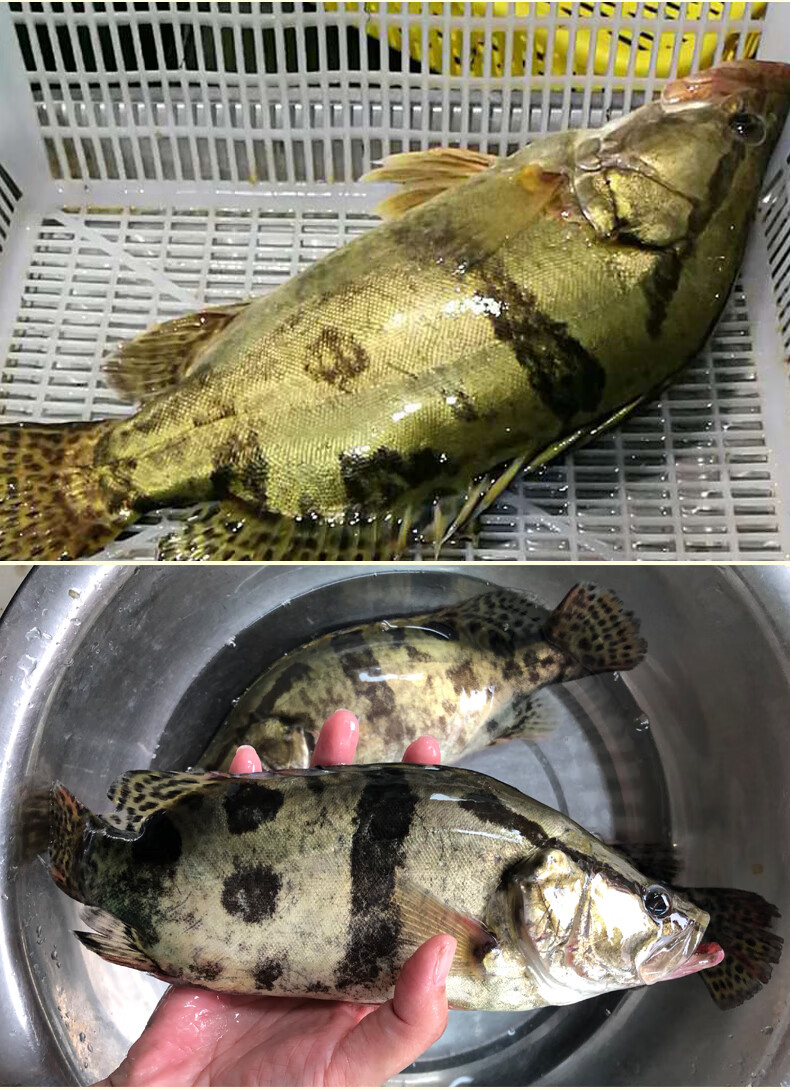 生態桂魚現殺新鮮鱖魚鰲花魚淡水魚水產季花桂花魚每條約500g 一條約