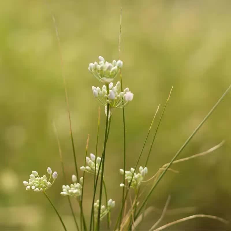 2021新货山葱花麻麻花野葱花野韭花花朵完整头茬a级精选瓶装真货精选