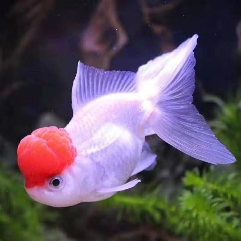 优选好物观赏鱼红狮黑龙睛鱼养不死大头红帽招财黑白金鱼狮头蓝瘦