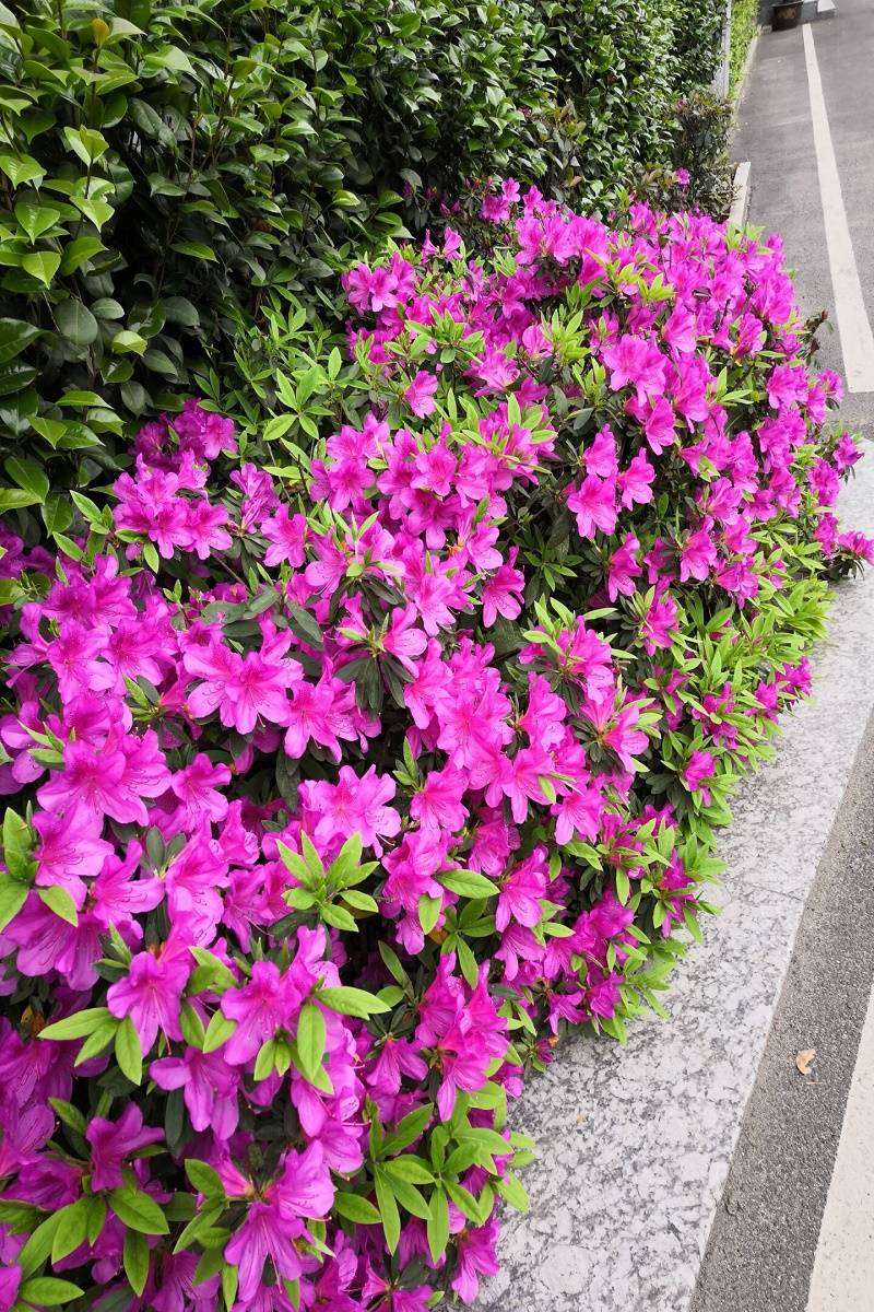 杜鹃小苗毛娟花苗绿化工程苗紫娟苗映山红花苗庭院盆栽地栽四季青 毛