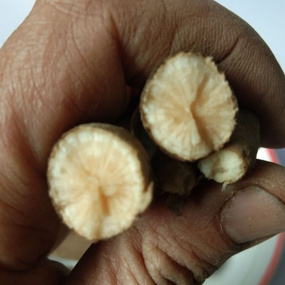 伟博贵州雪里开 中药材拐子药草药根单叶铁线莲新鲜纯根500克 500g