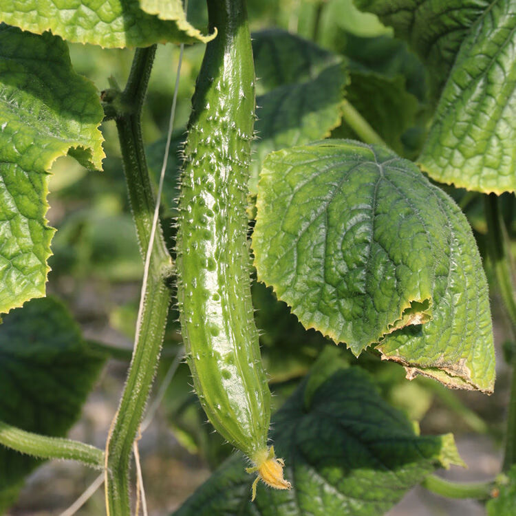 新鲜水黄瓜长黄瓜带刺青瓜清脆可口农家自种蔬菜孕妇生吃 水黄瓜(五斤