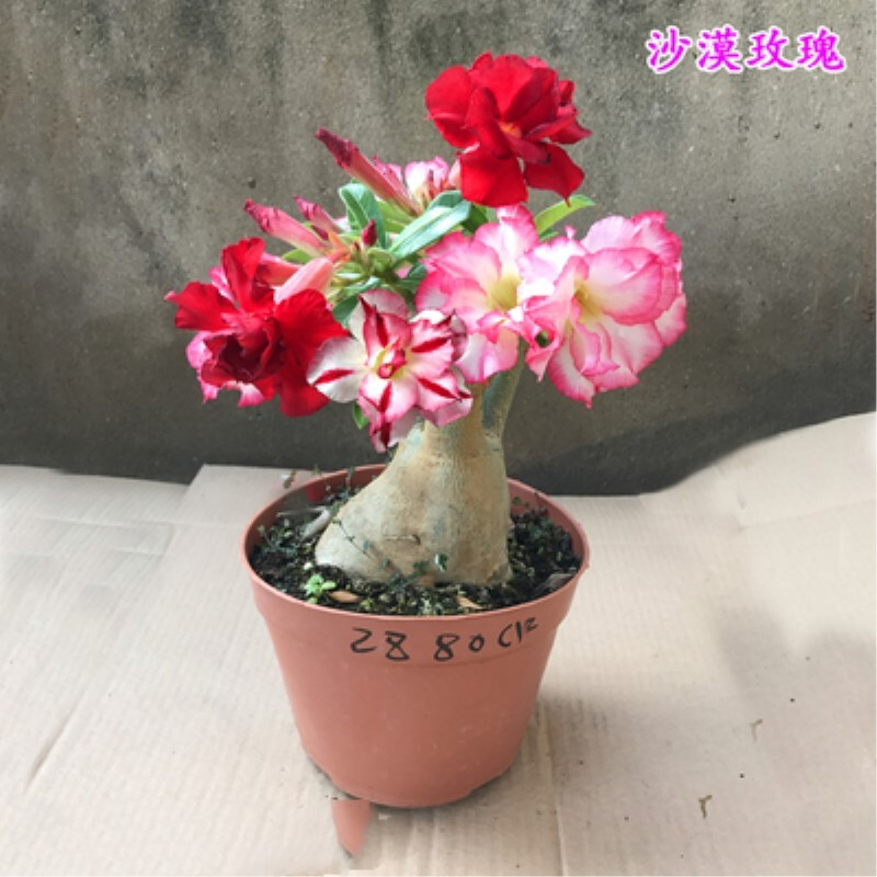 沙漠玫瑰花苗盆栽四季開鮮花庭院室內綠植盆景花卉仙粉精品中苗