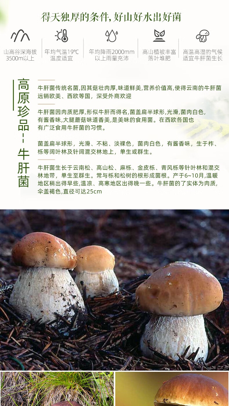 牛肝菌干货500g云南特产美味牛肝菌菌类白牛干菌菌菇干蘑菇煲汤料