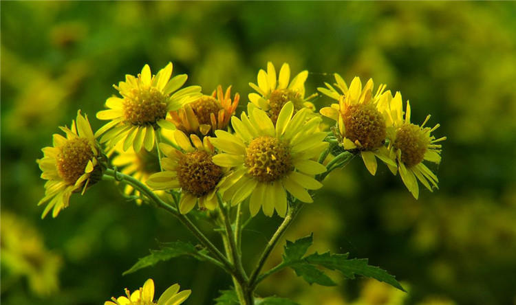 野菊花种子多年生野黄菊山坡路边野生山菊花可泡茶菊花种籽 (野菊花)