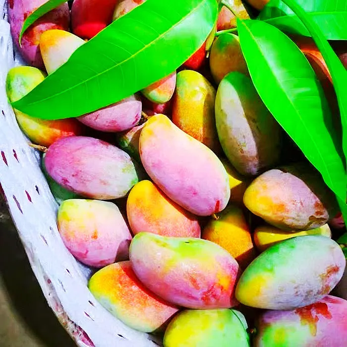 [Destacado encontrado] Mango Guifei, Hainan Sanya El mango Guifei está maduro y fresco en el árbol frutal en temporada