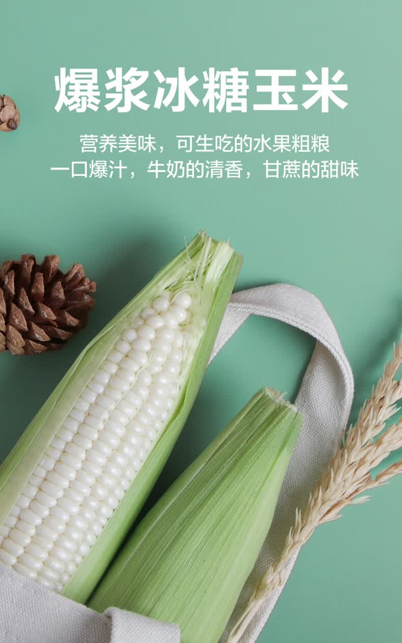 禧利郎福建白玉米漳州牛奶爆浆冰糖玉米新鲜水果玉米生吃即食蔬菜真空
