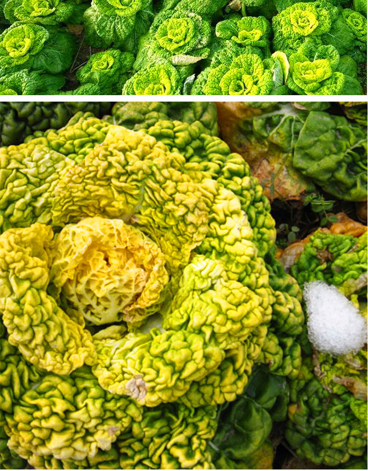 黄心乌塌菜黄心乌菜种籽乌塔菜蔬菜种孑易种耐寒四季播种菜研 黄心