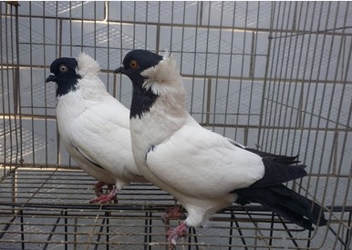 观赏鸽凤尾淑女秀两头乌信鸽两头红大鼻子鸽子活体白金眼一对