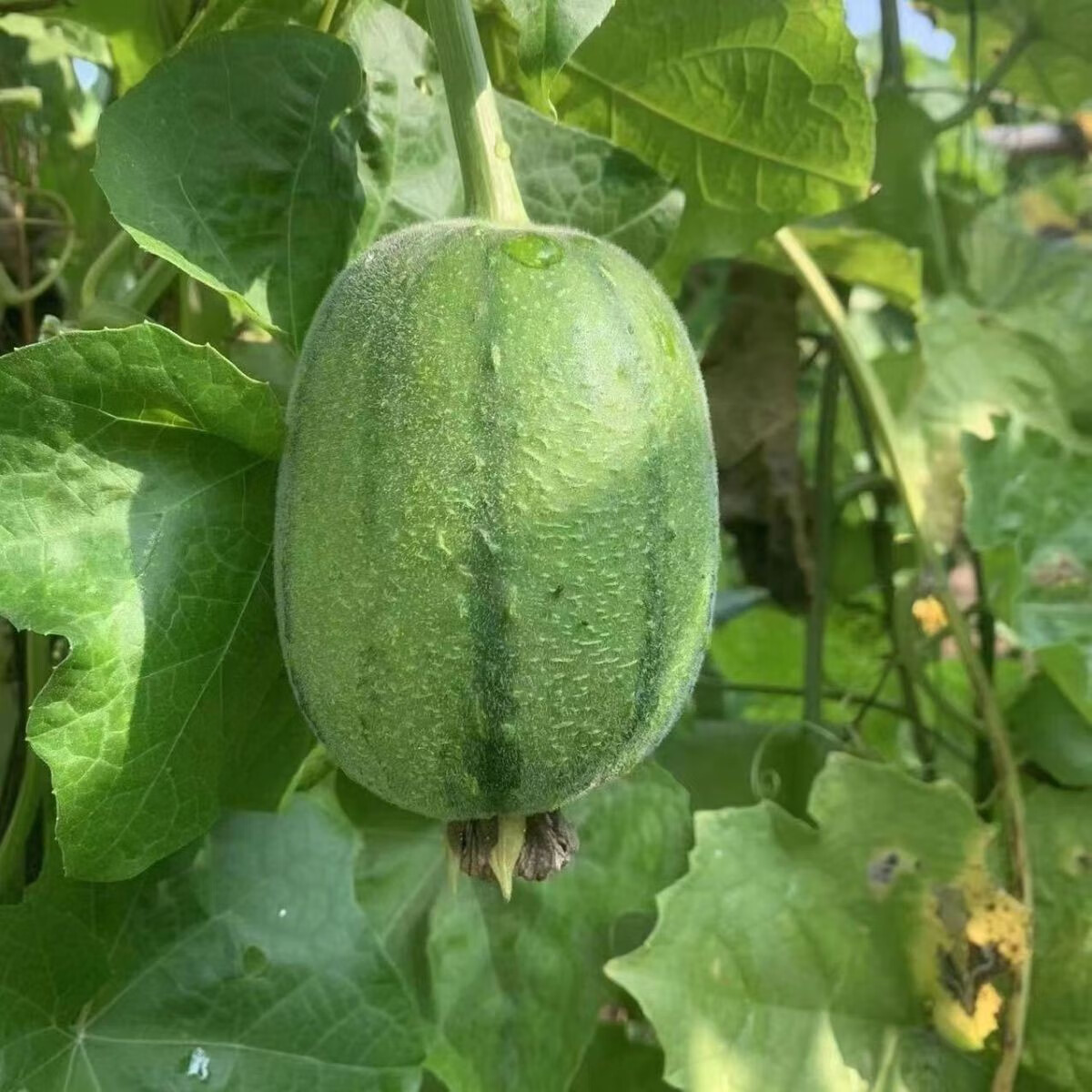 苹果丝瓜新鲜福建蔬菜短棒肉丝瓜圆水果丝瓜批发 5斤-特惠活动装(限20