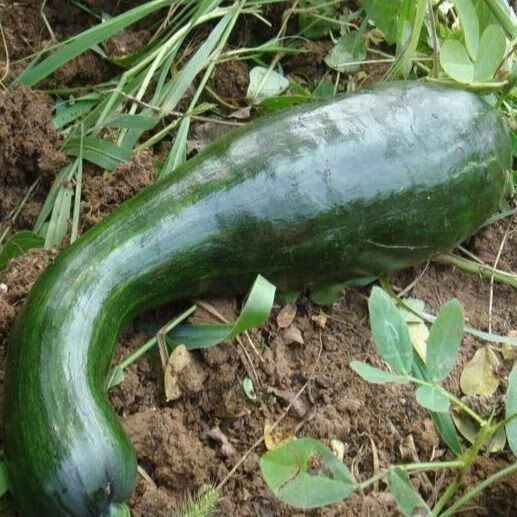 新鲜嫩南瓜北瓜河北当季青皮南瓜黑皮嫩北瓜长南瓜长北瓜时令蔬菜 4斤