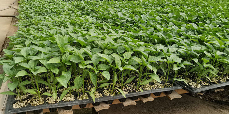 芊阙泡沫育苗盘育苗盘穴盘蔬菜培育盘多肉苗木扦插育苗盒辣椒玉米