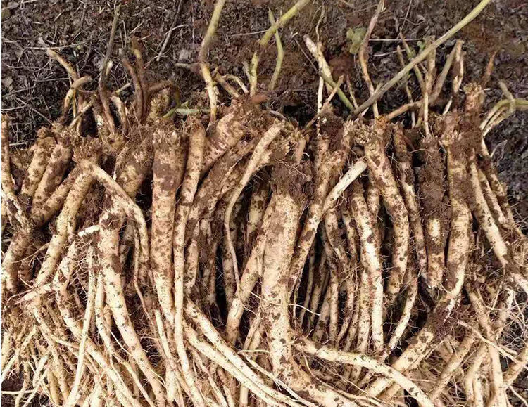 2020年现挖新鲜党参条鲜党参当归黄芪无硫特级野生中药材煲汤泡水现挖