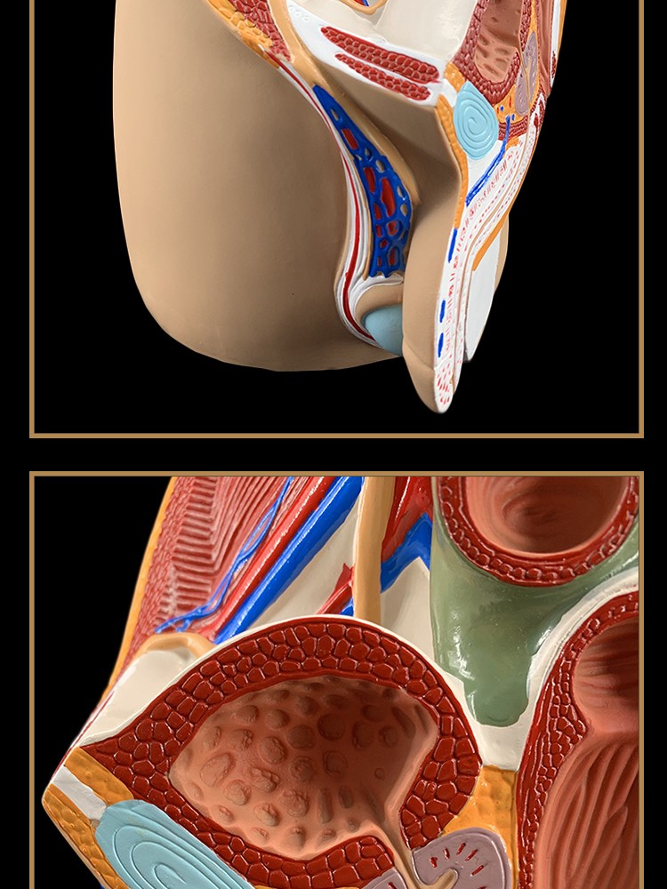 穎健男女性盆腔矢狀解剖模型女性生殖器官模型男女性生殖子宮模型一