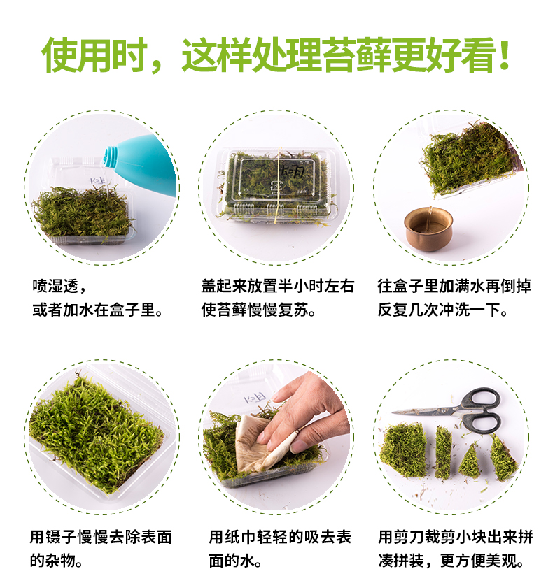 吸水石上水石盆景盆栽装饰青苔苔藓孢子粉种籽微景观植物鲜活铺面微星