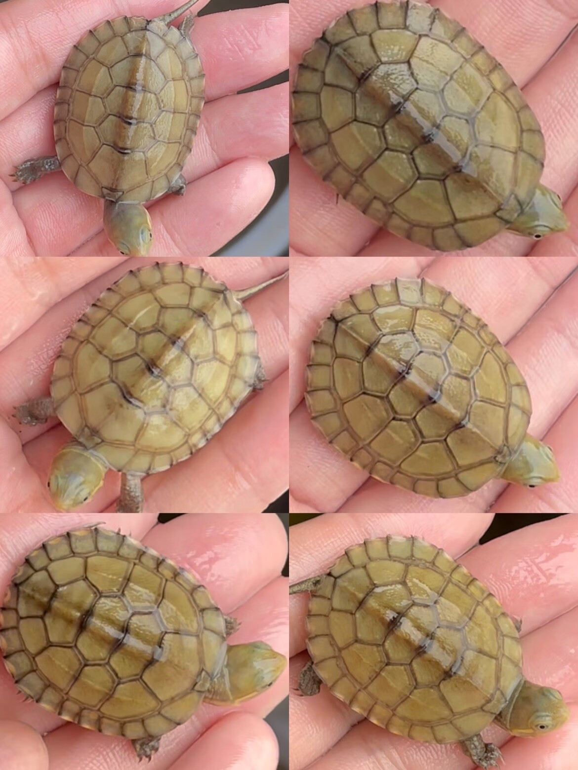 萌龟饲家 安徽皖南小青头龟苗北种龟 小青苗 黄金龟小青活体 水龟宠物