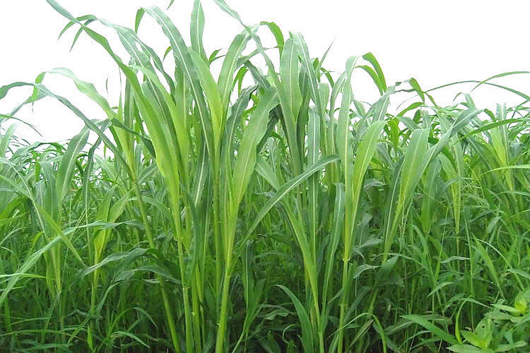 颉铮苏丹草草籽高丹草种四季牧草种子养殖再生草鱼吃的草种籽畜牧牛羊