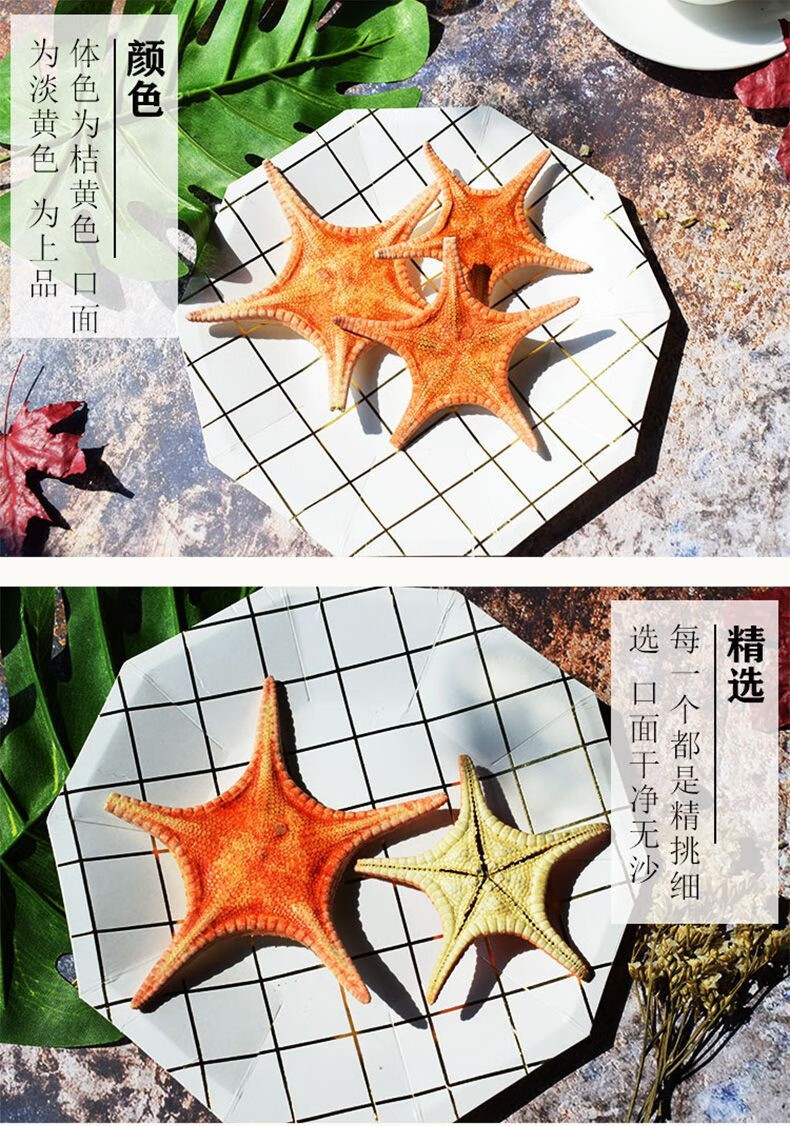 野生海星干泡酒药材煲汤料海产干货五角星中药 海星干 500g【图片