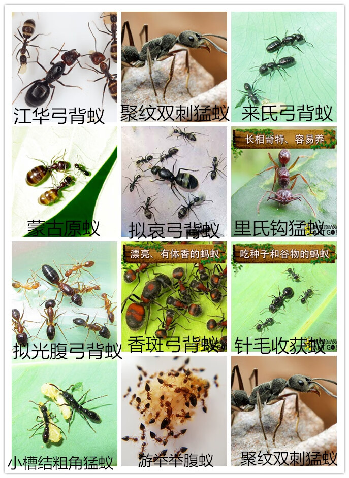 漯岚新品 伊大头蚁pheidoleyeensis活体蚂蚁宠物家园工坊科普教育森