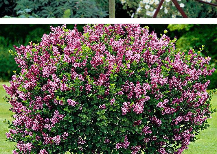 丁香花树苗浓香花苗花卉植物耐寒庭院四季室外别墅白紫丁香花盆栽米