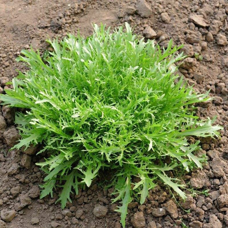 苦菊新鲜蔬菜生吃苦叶生菜新鲜沙拉菜细叶黄心苦苣菜生吃青菜批发四斤