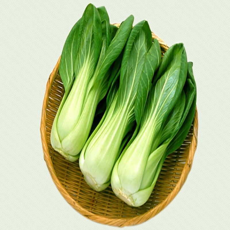 悠妃小白菜新鲜山东蔬菜嫩青菜农家自种绿叶菜现摘现发鲜嫩小白菜小