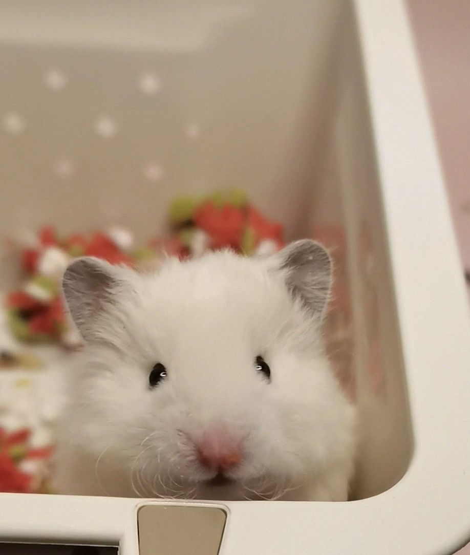 长毛仓鼠长毛熊家养科学喂养稀有熊可上手体质好长毛纯银米熊金丝