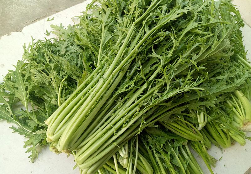 jd物流农家5斤新鲜雪里蕻雪里红雪菜春不老雪里翁青菜蔬菜过年送礼送