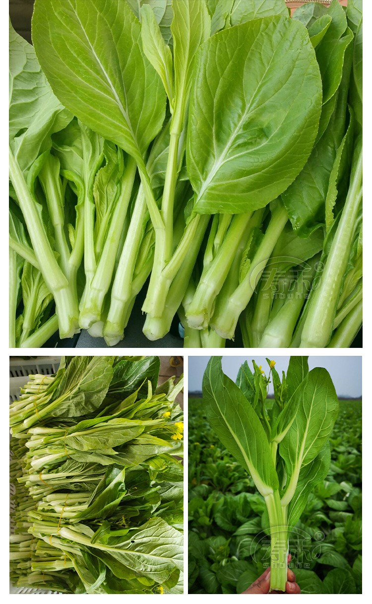 白菜苔种子种籽大全菜种苔菜四季菜心菜苔蔬菜孑菜芯莱菜籽籽种 雪莹