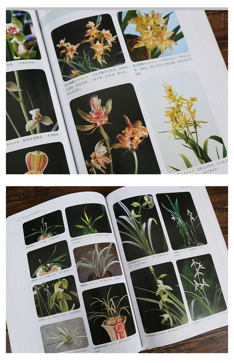 【正版】中国兰花名品珍品鉴赏图典(修订版)兰花书 兰花品种大全书 识
