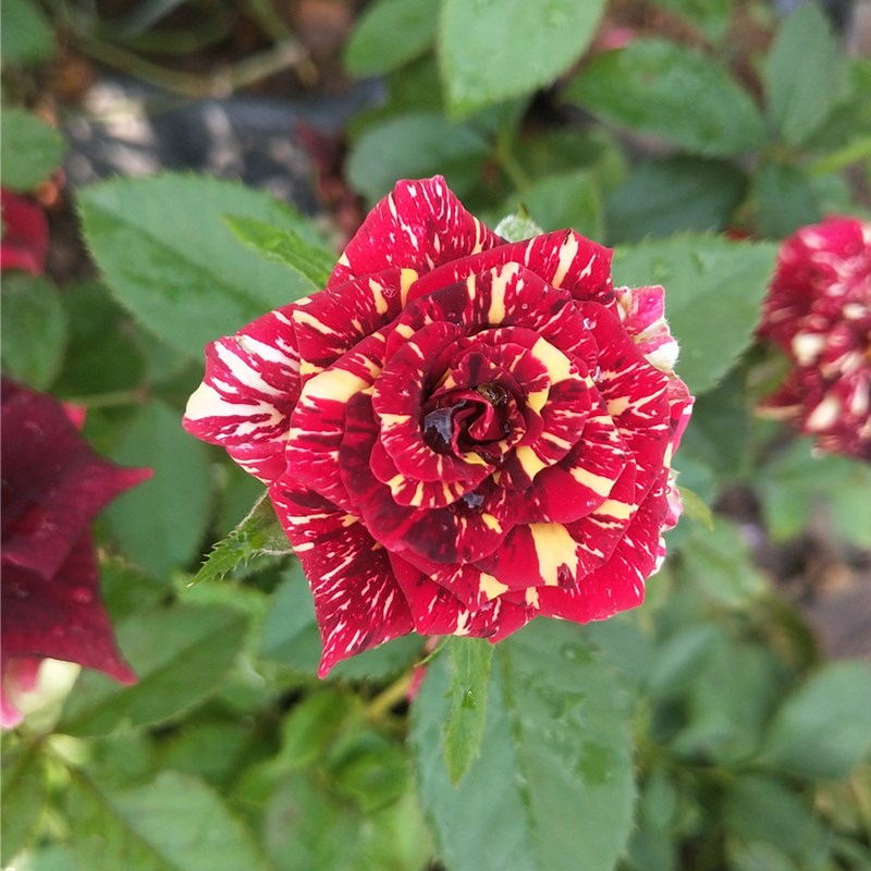 条纹大苗盆栽室内外观花绿植花卉植物浓香玫瑰花 流星雨大苗3-5分枝