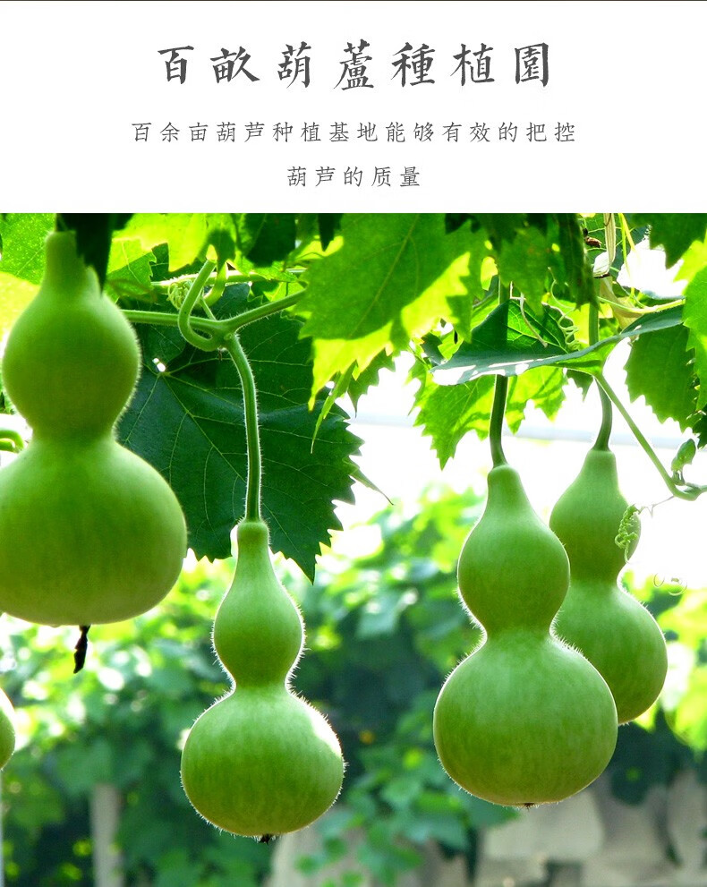 康聚如 精品文玩葫芦手捻八宝小葫芦手把件天然葫芦精选一物一图手捻