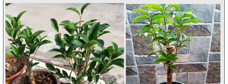 黄金桂花树苗小盆栽金球桂原生苗矮株老桩桌面室内盆景浓香型植物园艺