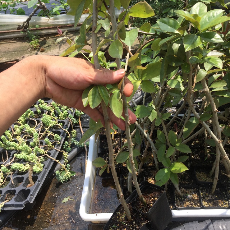 叶仙苗叶仙直杆苗木麒麟直杆苗嫁接蟹爪兰的好选择4080厘米更高私聊50