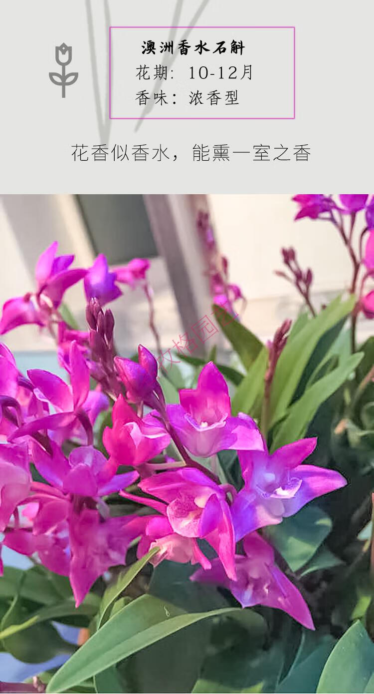 精选多支花澳洲香水石斛兰香水石斛盆栽春季新品红莲石斛8苗带盆栽好