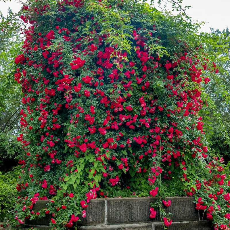 红木香花爬藤图片欣赏图片