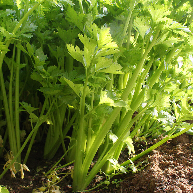 【农家种植】西芹5斤芹菜西洋芹新鲜蔬菜脆嫩无丝碎西芹榨汁 5斤