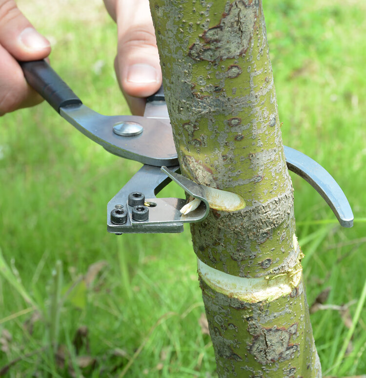 新型环割刀果树环剥器苹果枣树环剥钳环切环拨刀割环开甲刀器工具剪枝