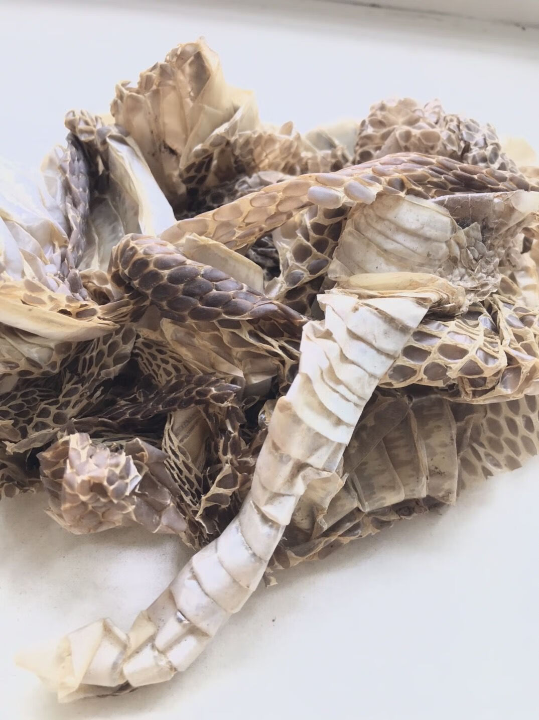 晒干蛇退中药材蛇皮 蛇退 龙衣 10克打粉 蛇皮100克