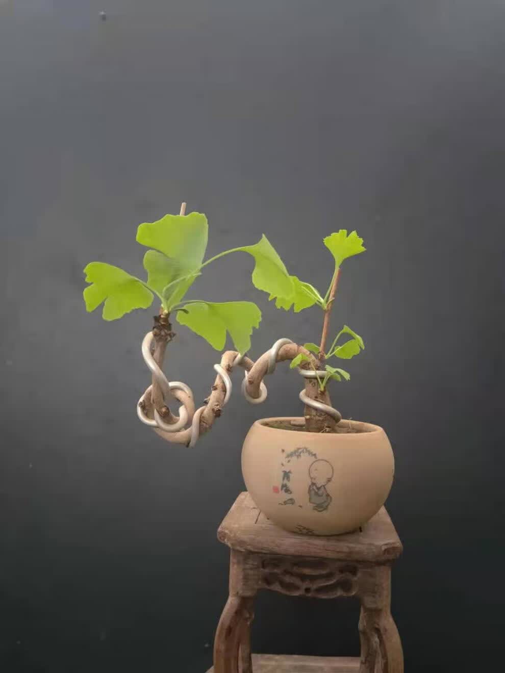 银杏新款造型盆景小桩办公桌绿植植物银杏造型盆景28带盆栽好