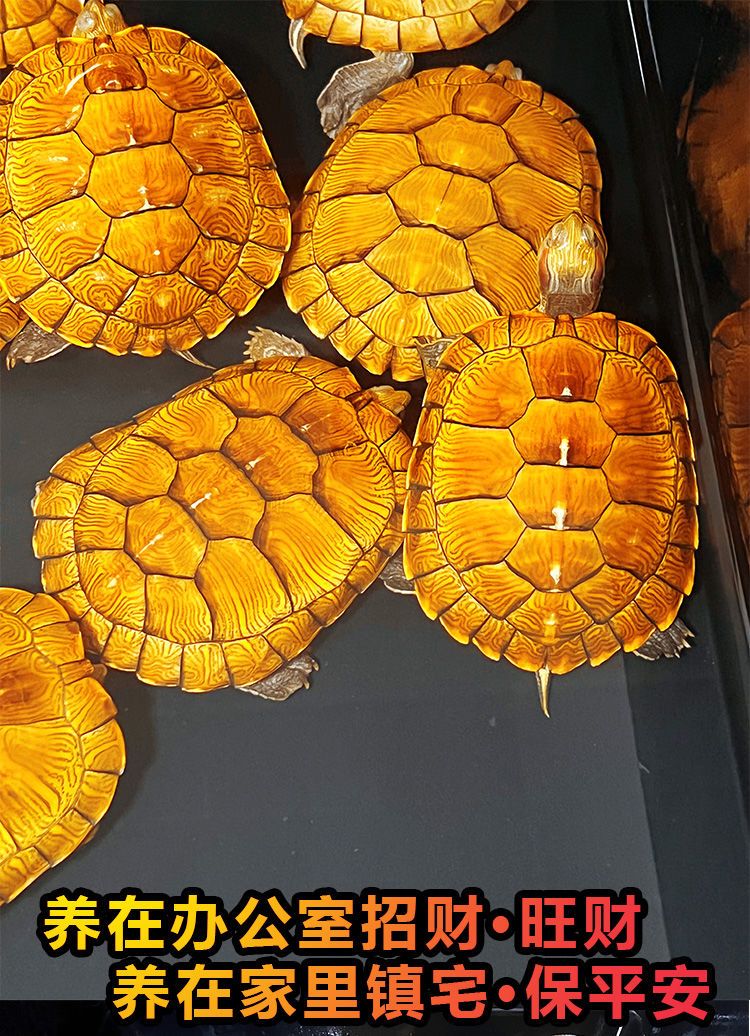 黄金招财龟招 财金钱观赏龟稀有宠物小乌龟活物吃菜龟长寿深水龟 6