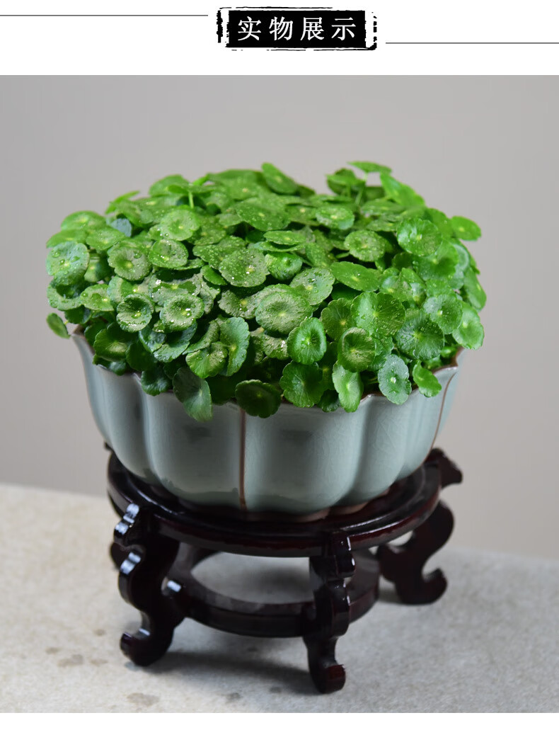 水培铜钱草植物客厅室内桌面好养四季大叶子花草绿植水养金钱盆栽桃源