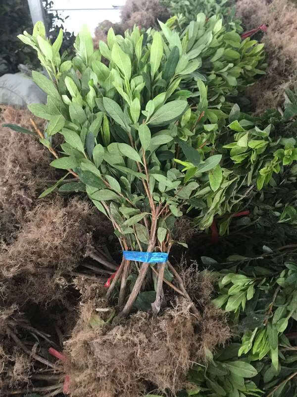 杜鹃苗木 树苗四季常青庭院绿化苗木 花园植物园林绿植花卉毛杜娟 30