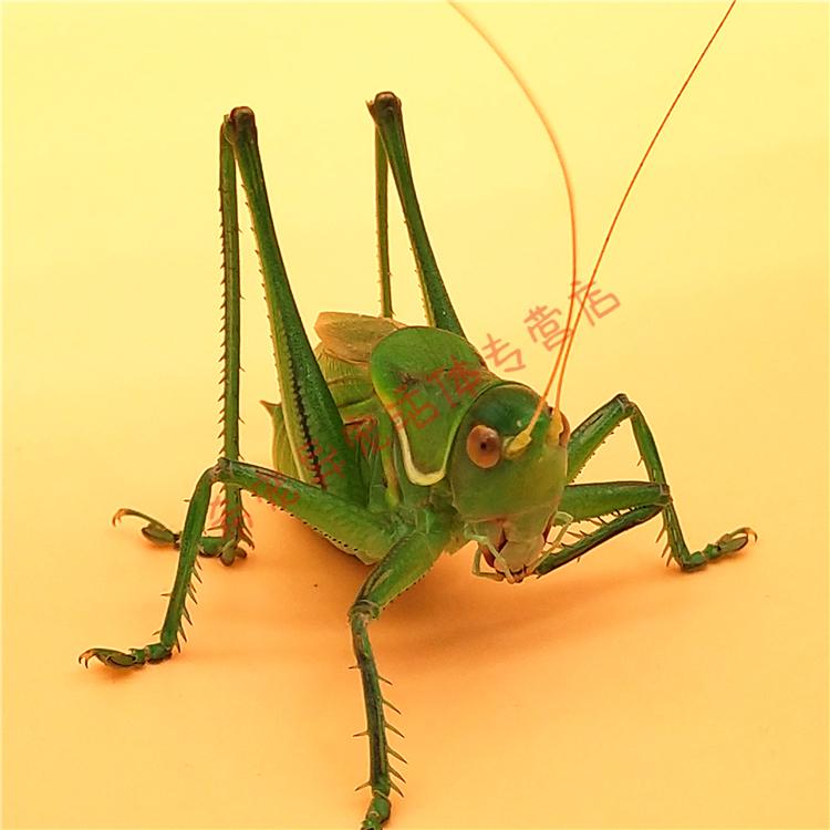 好品相山青蝈蝈1只【图片 价格 品牌 报价】-京东