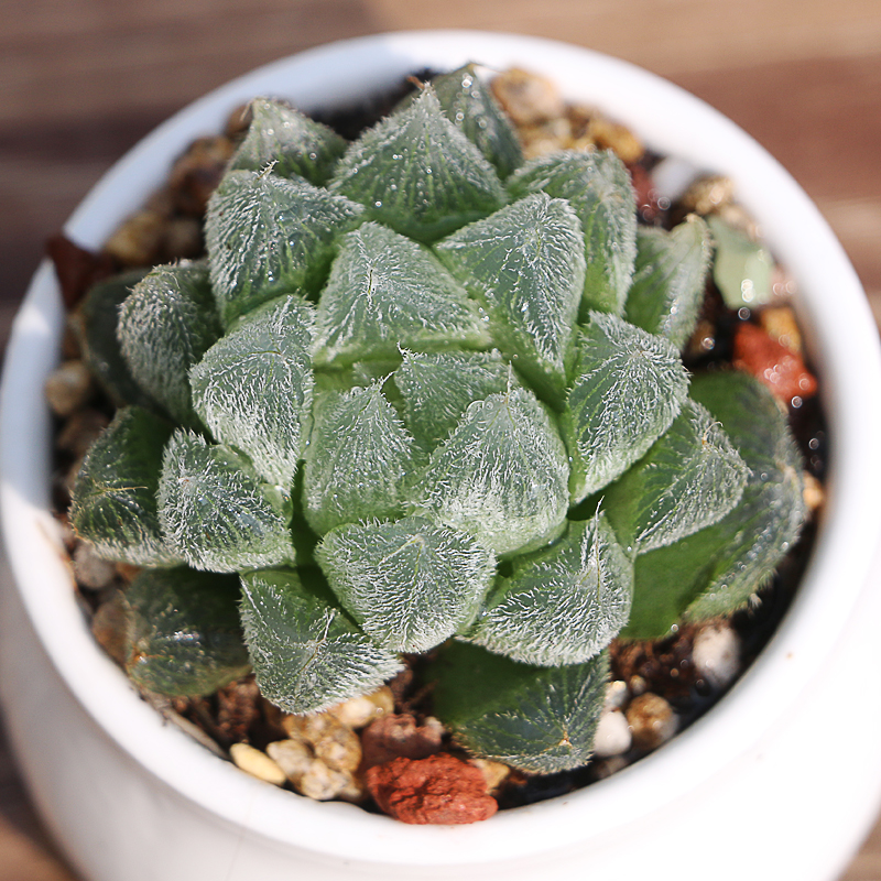 组合套装玉露套餐大肉肉稀有品种盆栽a0 阿寒湖一盆【原盆原土栽好】