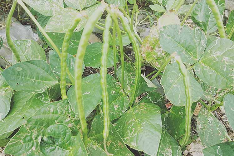 台州农家本地黑豇豆新货白心乌豇豆芸豆黑眉豆乌饭豆豆腰酒黑 500g