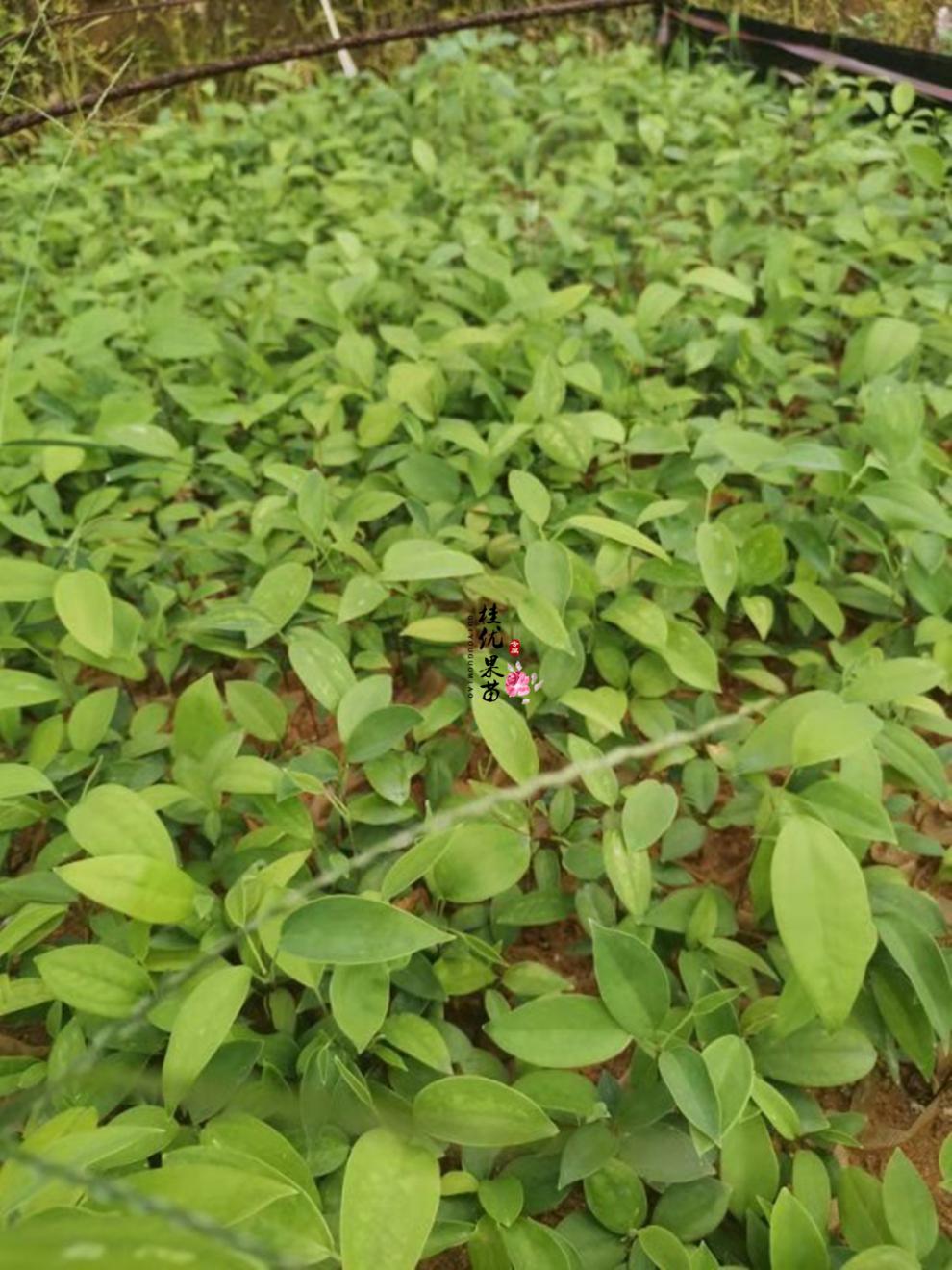 土茯苓种子种苗冷饭团硬饭头红土苓营养袋苗带泥南北种植土茯苓营养袋