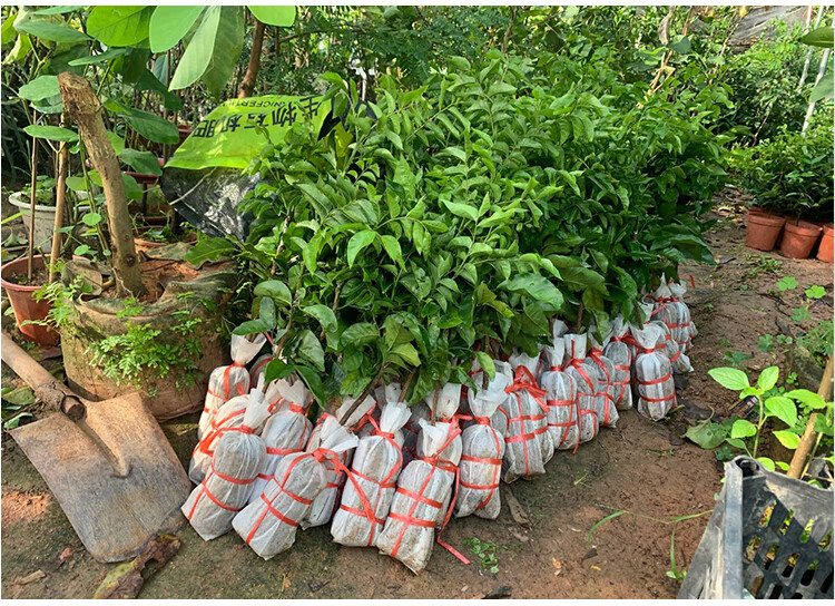 苗甜黄皮苗当年结果南方种植果树果苗 紫肉黄皮苗【带土带叶发货】